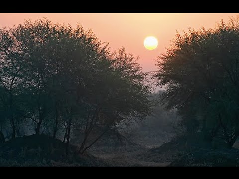 BOY MARONE -  Diallo (Ma Tei)