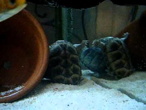 under water love !!  mating gone wrong