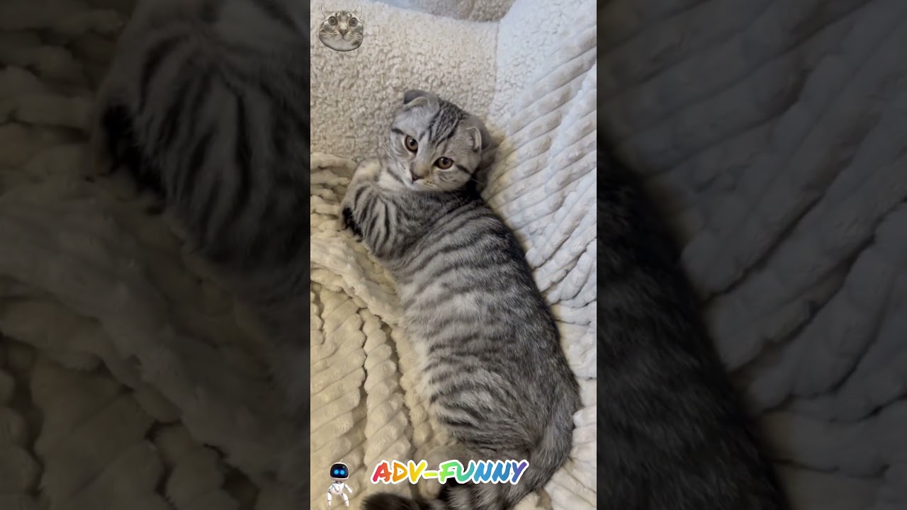 Super cute kitten