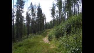 Eva Cassidy - Tall trees in Georgia - music video