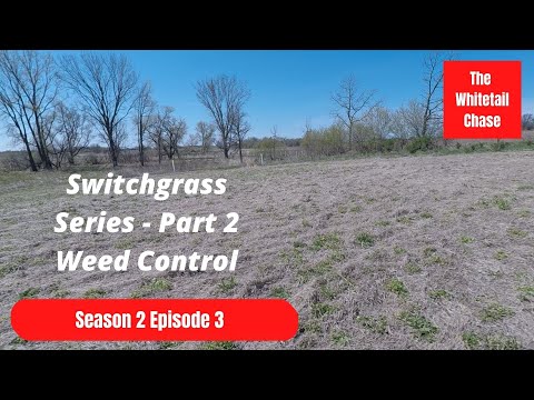 Switchgrass Series - Part 2