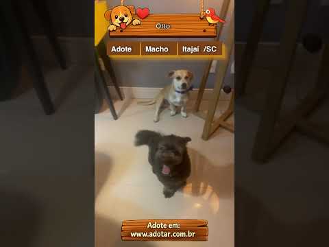 Vídeo de Otto 