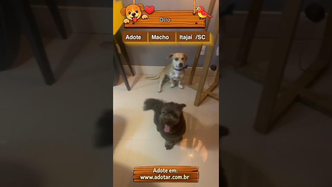 Cachorro raça SRD-ViraLata idade 1 ano nome Otto 