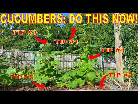 , title : 'Your Cucumbers Will LOVE You For This: 5 Things To Do NOW!'
