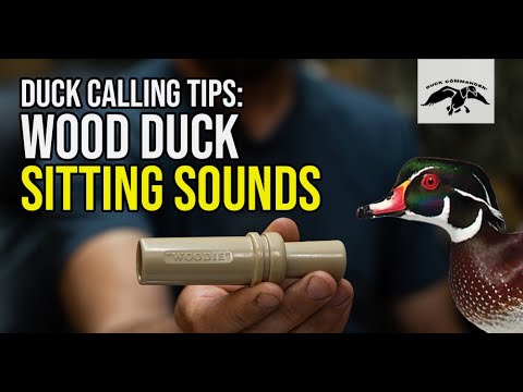 Wood Duck Calling Tips: Sitting Sounds