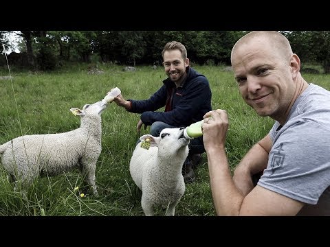 Matar lamm och får lunch av Johan Backéus (Årets kock 2017)