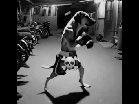 Gato pastor é Cachorro boxe vs skinwalker #skinwalkers #smiledog #dog #strongcat #boxingdog