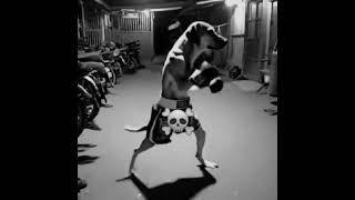 Download lagu Gato pastor é Cachorro boxe vs skinwalker #skinwalkers #smiledog #dog #strongcat #boxingdog mp3