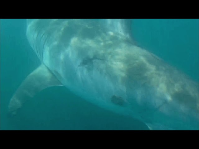 Great White Shark Drive-By While Kayak Fishing