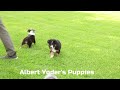 Australian Shepherd dogs for sale: Luke - Video 1