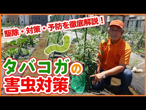 トマトの苗木を誰が食べるのでしょうか？最も一般的な4つの害虫とその対策方法  庭園