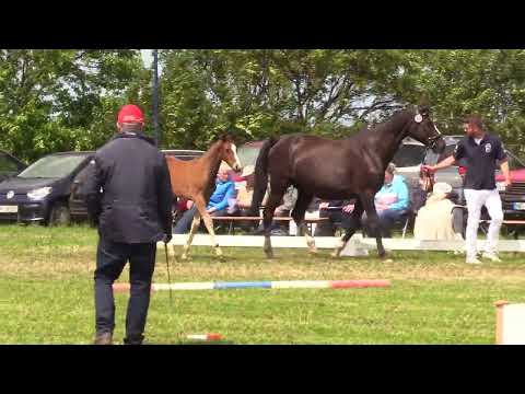 Holsteiner Fohlenschau Föhr 2023 | SF | Chezarro – Quintero | St. 7380 | Hark Jensen