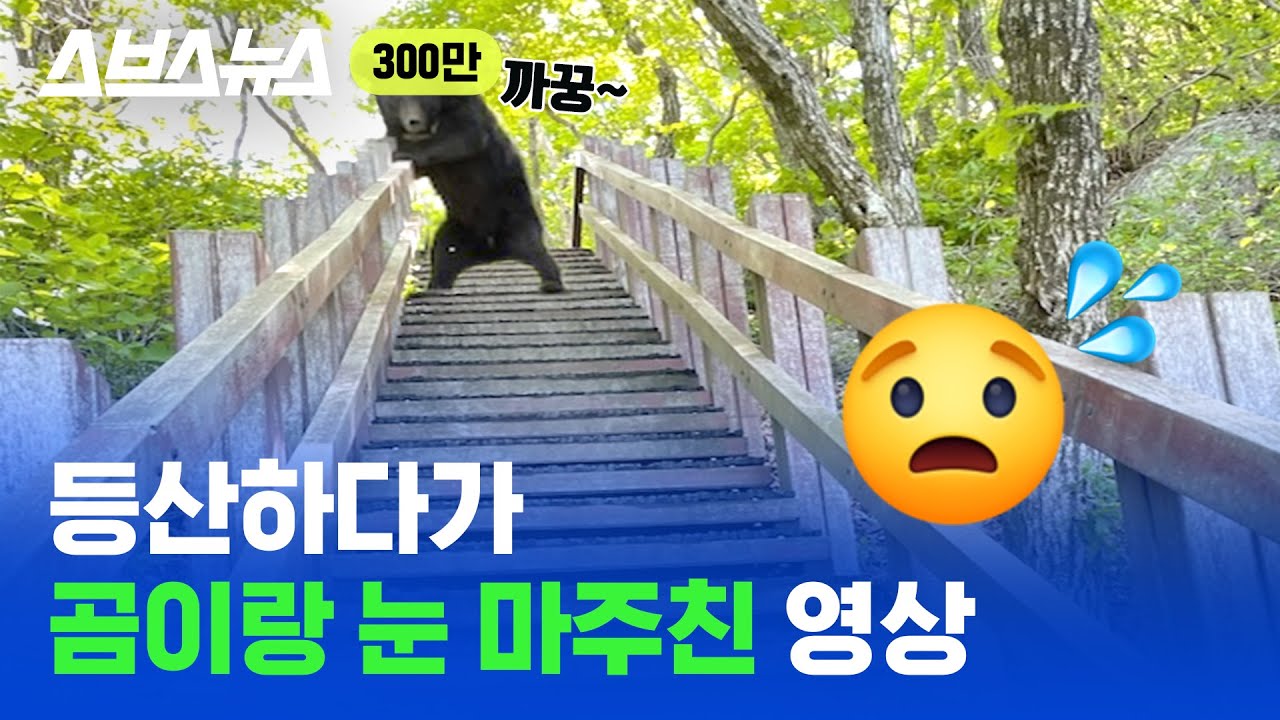 한국 반달가슴곰은 진짜 사람을 찢을까? 실제로 곰이 사람을 마주치면 하는 행동!  / 스브스뉴스