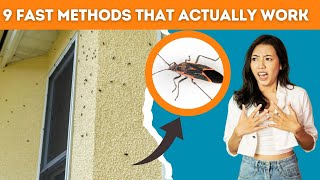 How To Get Rid Of Boxelder Bugs and Stop Them From Coming Back