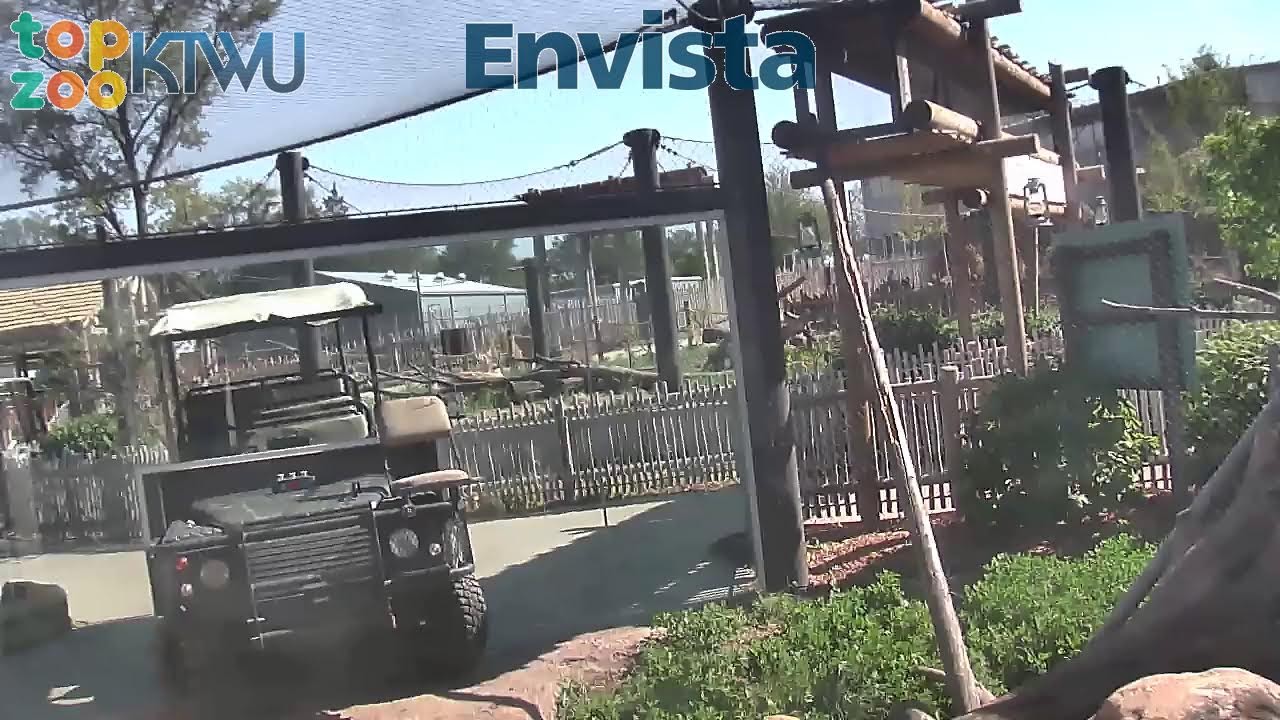 Post: Topeka Zoo Patas Monkey Webcamwebcam