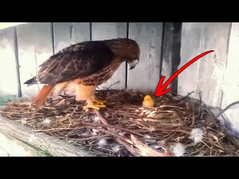 Adorable - Heartwarming Animal Adoption Stories