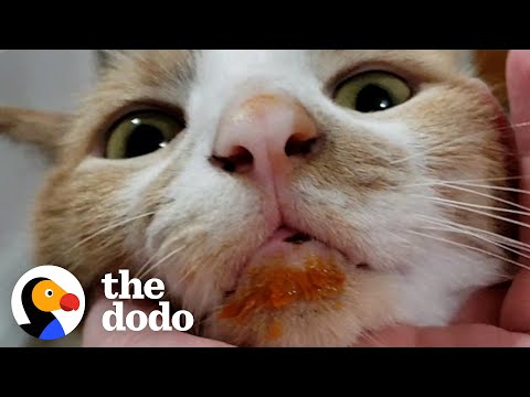 Food-Obsessed Cat Has Taught Himself To Open Containers With His Teeth | The Dodo Cat Crazy