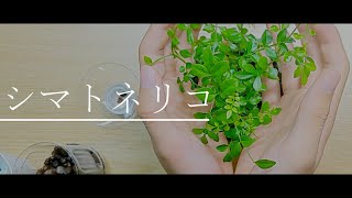 【ボイスロイド】シマトネリコの植え替えをする【観葉植物】