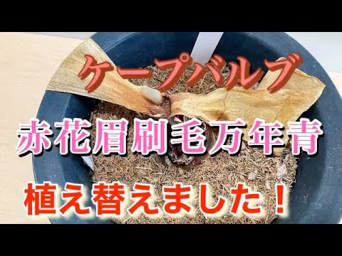 園芸 ケープヘザー