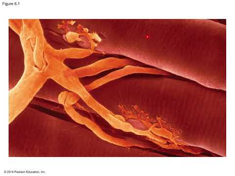 Chapter 6 - A Tour of the Cell Part 1