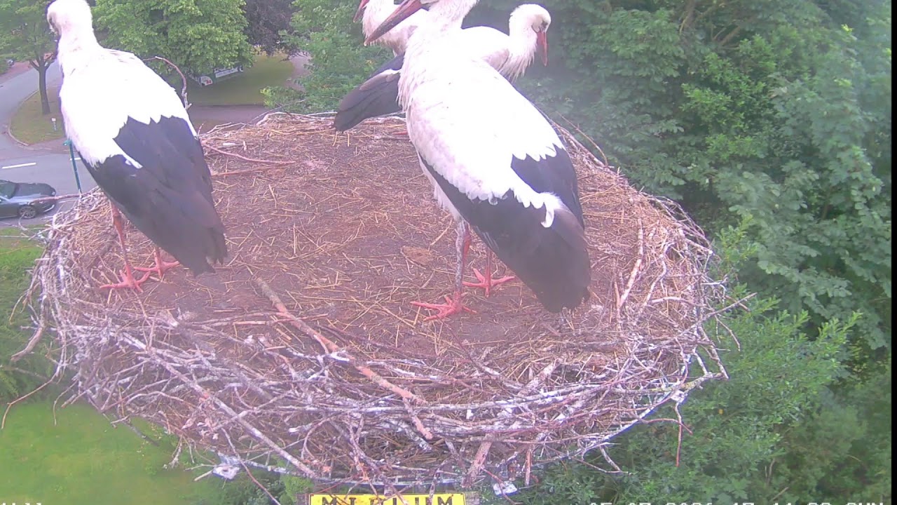 Live webcam view of Midlum White Stork Nest Cam