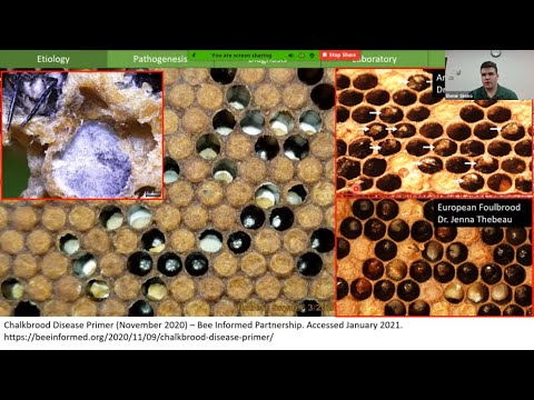 Chalkbrood and Nosema  in honeybees - Colby Klein and Igor Medici