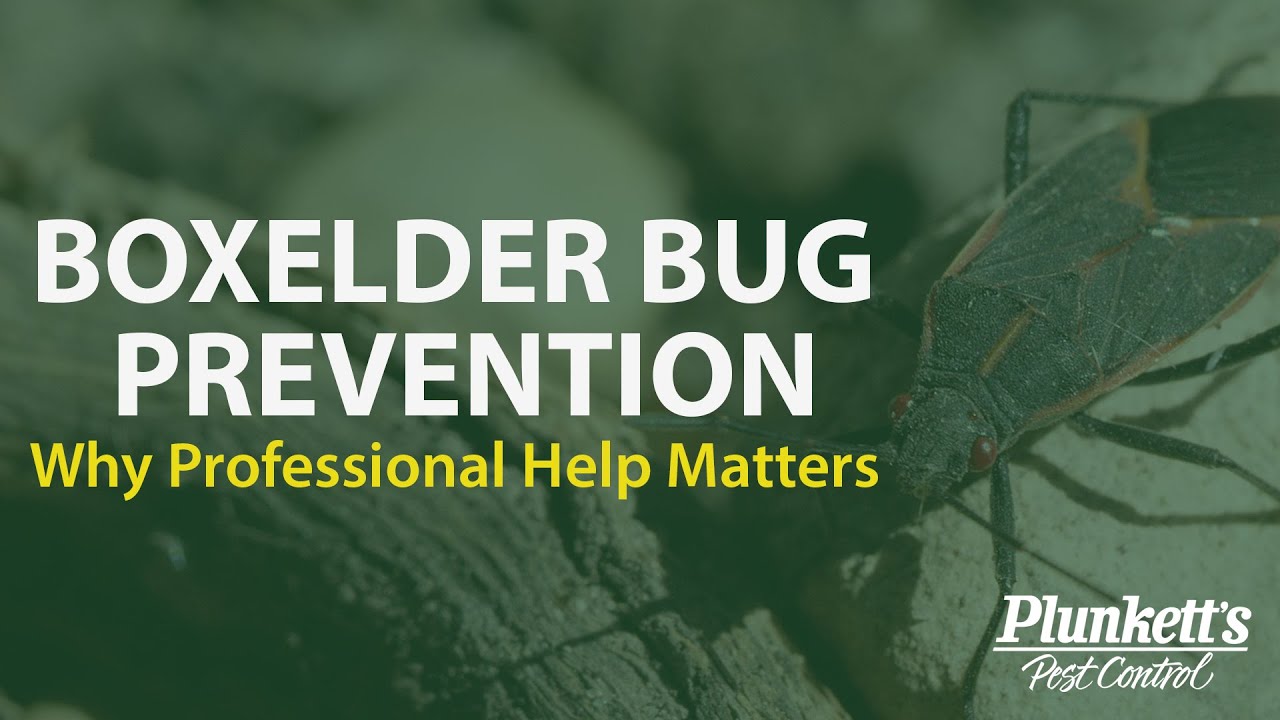 Boxelder Bug Prevention | Plunkett’s Pest Control