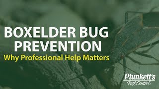 Boxelder Bug Prevention | Plunkett’s Pest Control