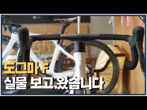 국내 단 한대 들어왔다는 도그마 F 실물 영접