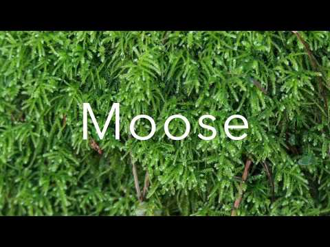 Moose, Farne und Flechten im Nordschwarzwald