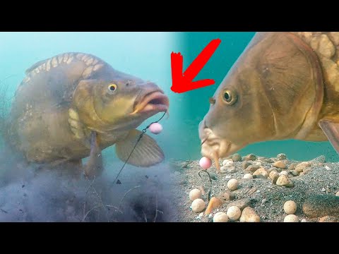 Best moments of underwater fishing in clear lakes