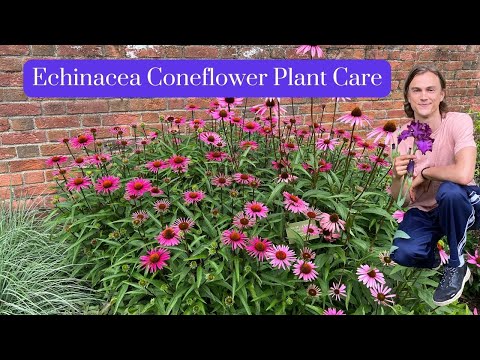 Echinacea Coneflower Plant Care - Growing Instructions from Season to Season