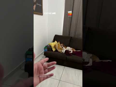 Cachorro aproveita o sofá enquanto tutora faz faxina