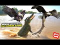Ketika Predator Jadi Santapan Elang Duel Sengit Elang Melawan Hewan Mematikan Yang Terekam Kamera