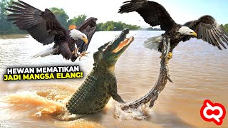 Download lagu Ketika Predator Jadi Santapan Elang! Duel Sengit Elang Melawan Hewan Mematikan yang Terekam Kamera mp3