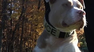 Pit Bull Fights Bad Rap to Join Police Force