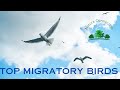 Top migratory birds in the world