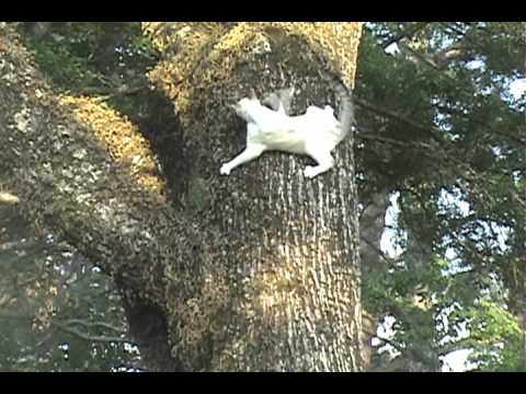 Cat Climbs Down Tree