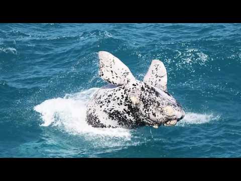 Earthcast SOS - #FightForTheBight, No Drilling