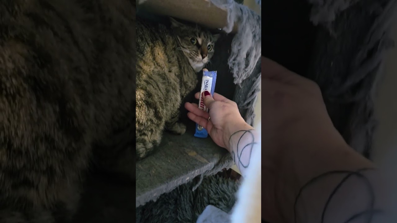 Goldie (and Gabs & Lenny), a ADOPTABLE Domestic Short Hair in Jamesville, NY video 5/6