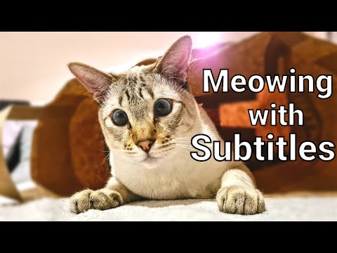 The language of Lynx point Siamese cats | Meowing & meaning behind it - Lynx point Siamese cat 101