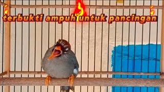 Download lagu Poksay Mandarin gacor terbukti ampuh untuk pancingan poksay Mandarin malas bunyi mp3