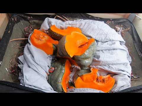 African Night Crawlers- NEW PROJECT - Vermi Bag Lil Mammoth