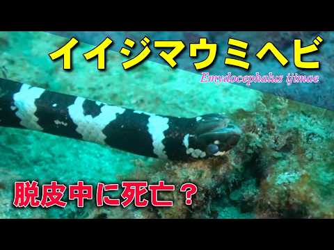 溺死していたイイジマウミヘビ