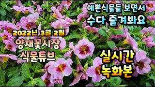 2022년 3월 2일 수요일  예쁜 식물들 보면서 수다즐겨봐요 #양재꽃시장 #식물튜브