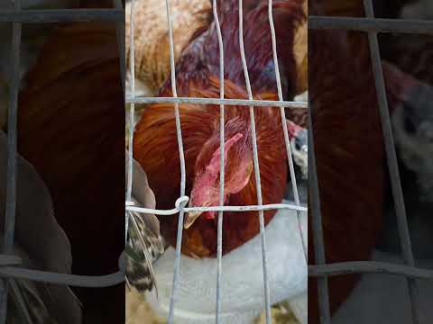 Feira de galinhas, Igaci Alagoas. ás terça feira