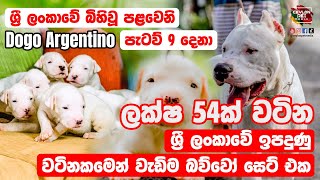 පැටව් ලක්ෂ ගණන් වටින ලංකවේ වටිනාම බල්ලෝ ජාතිය | Ceylon Pet Media