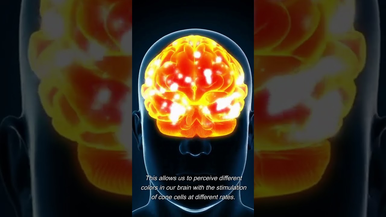 The Fascinating Science of Color Perception