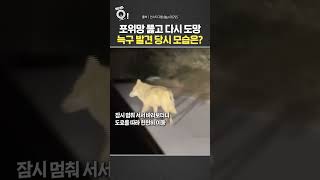 포위망 뚫고 다시 도망…늑구 발견 당시 모습은? / 연합뉴스TV(YonhapnewsTV)