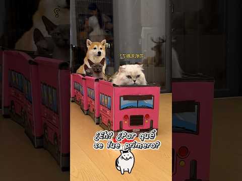 Culpa Del Perro Torpe! ¡Pesa Demasiado!🐶😤😹